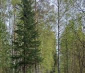 коттедж 20 кв м Липатова ул, 34/80